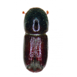 DUPLIWIT phéromone par 5