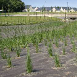 Intermas - Feutre de paillage...
