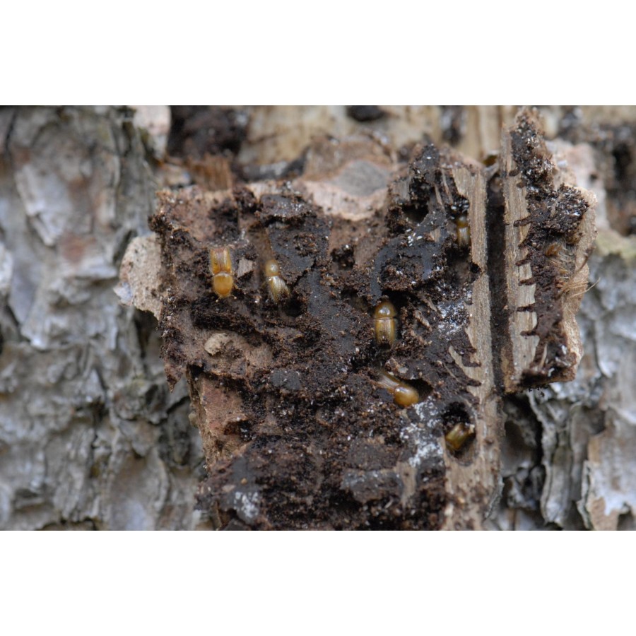 Couteaux national park p/2492a (x4)
