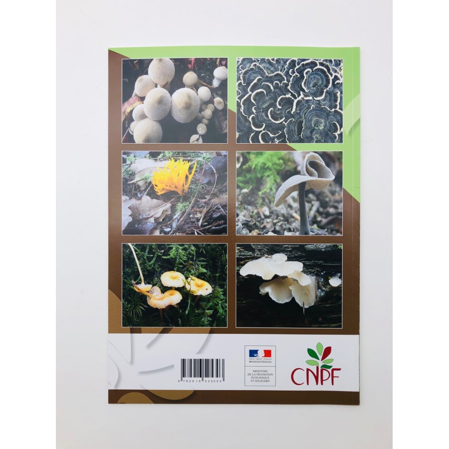Le champignon
