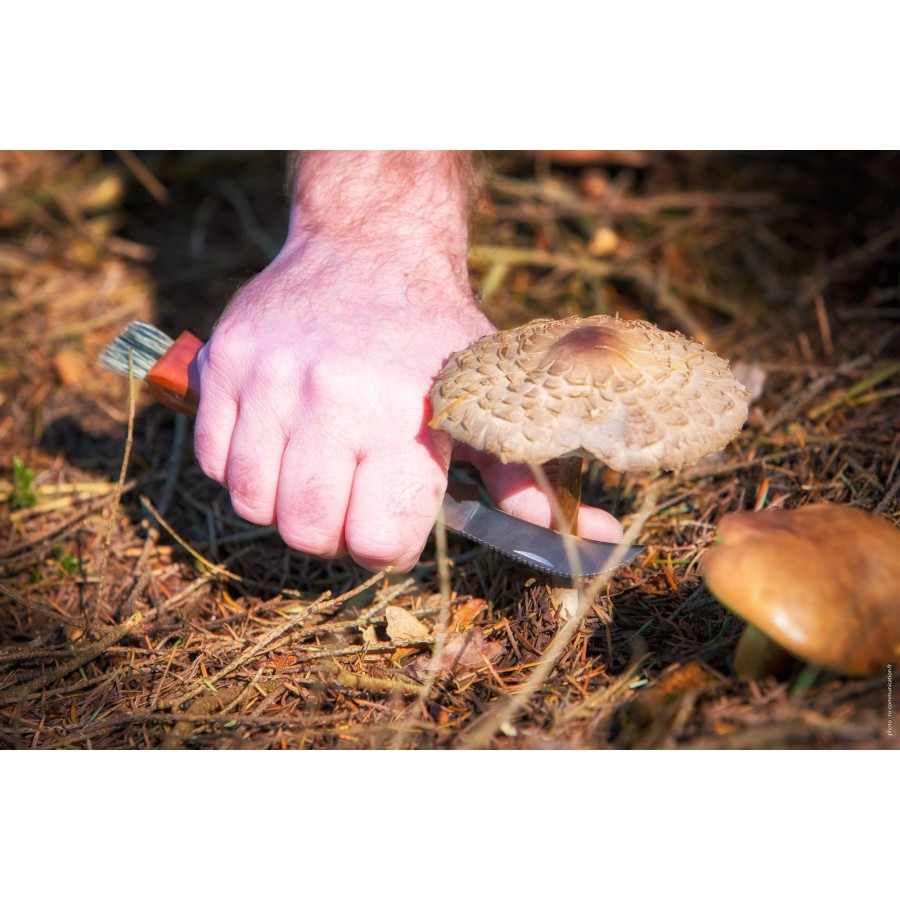 Couteau a champignons