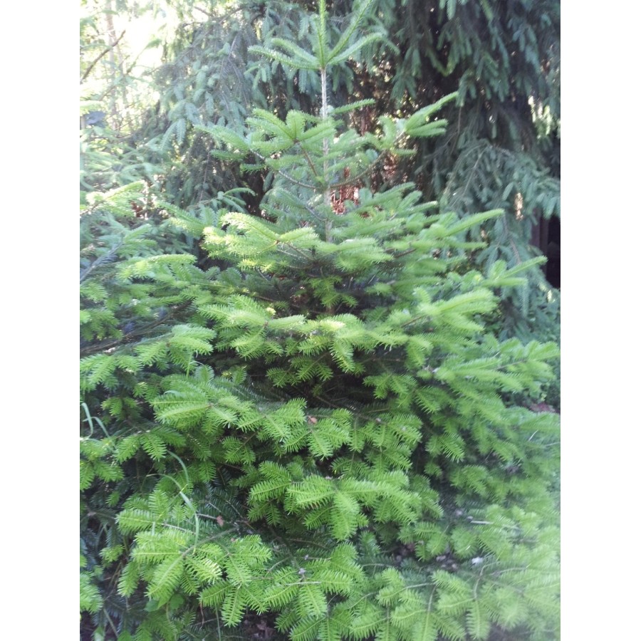 Entonnoir a sapin 45cm