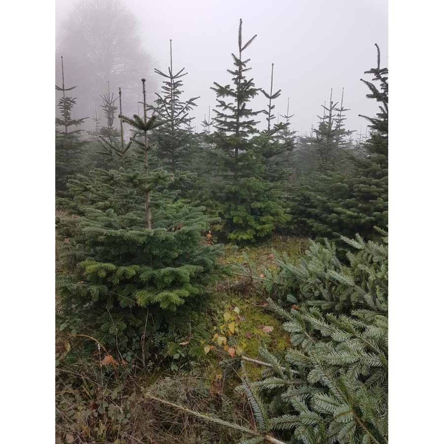 Entonnoir a sapin 55cm