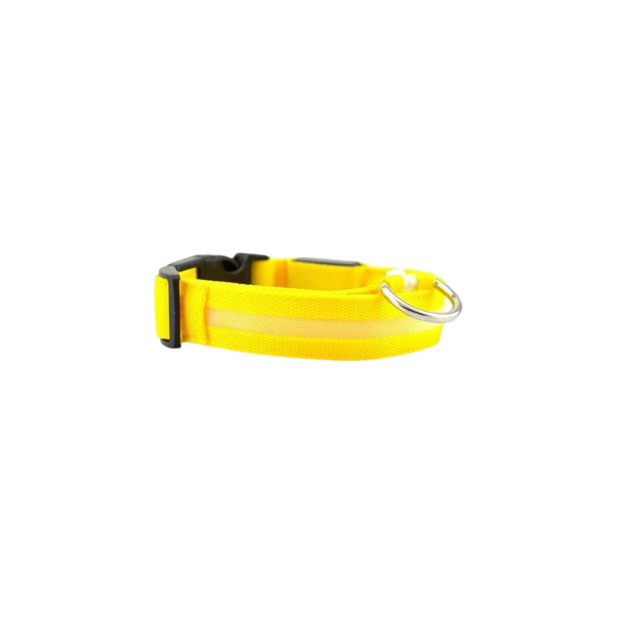 Collier lumineux pour chien