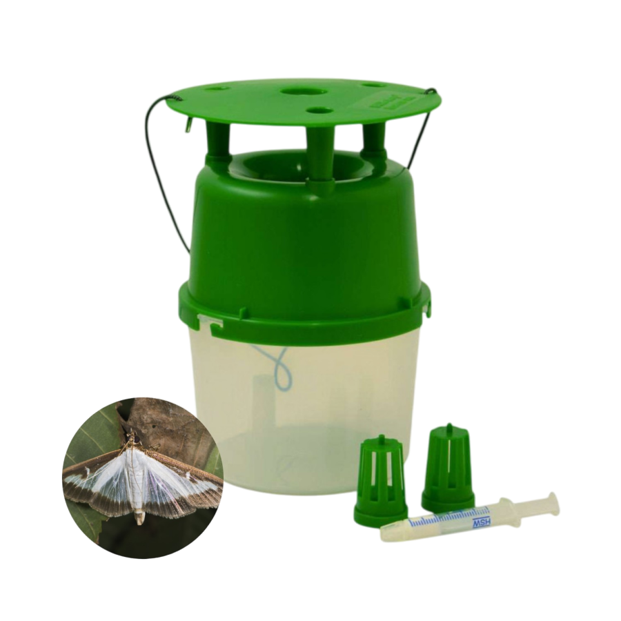 Kit piege+seringue pyrale du buis