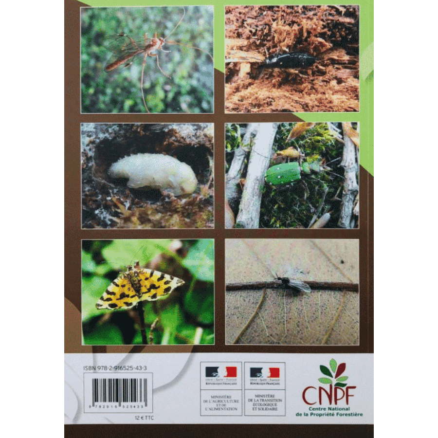 Insectes et forets