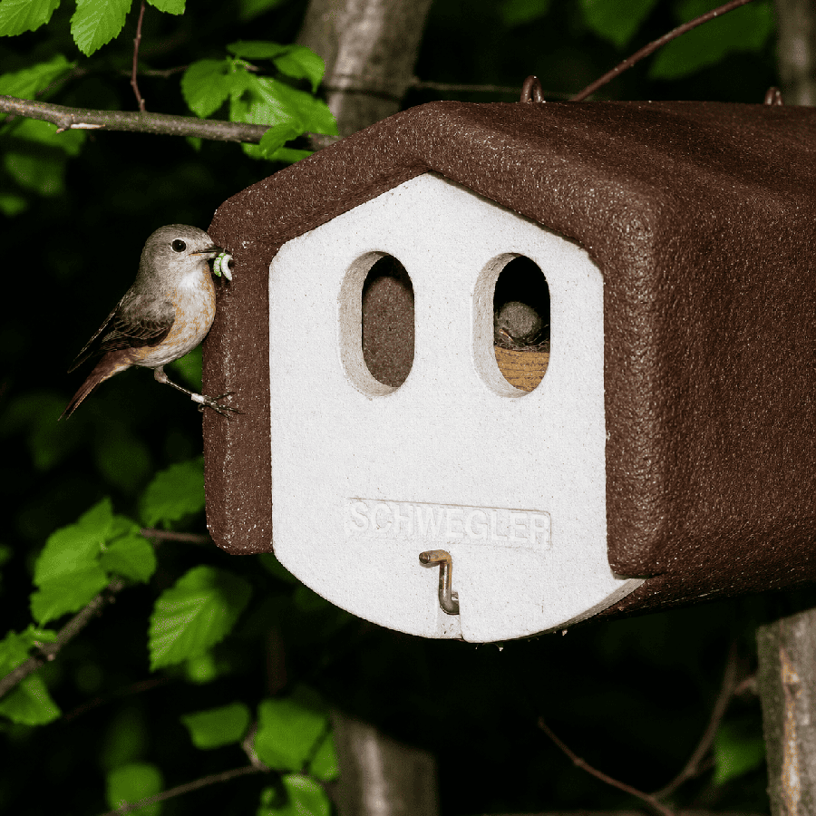 Nichoir 1n p/oiseaux en cavite