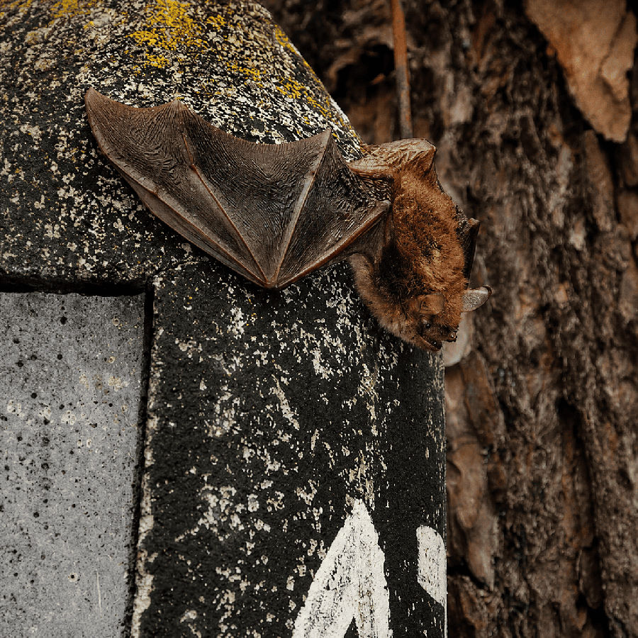 Gite a chauve-souris 2f