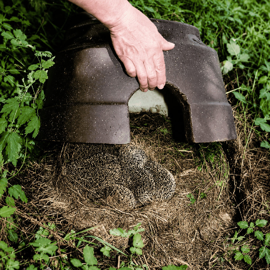 Gite a herisson