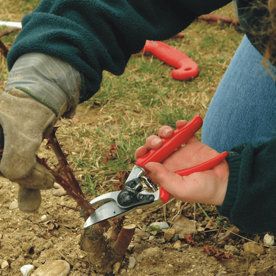 Secateur felco 10