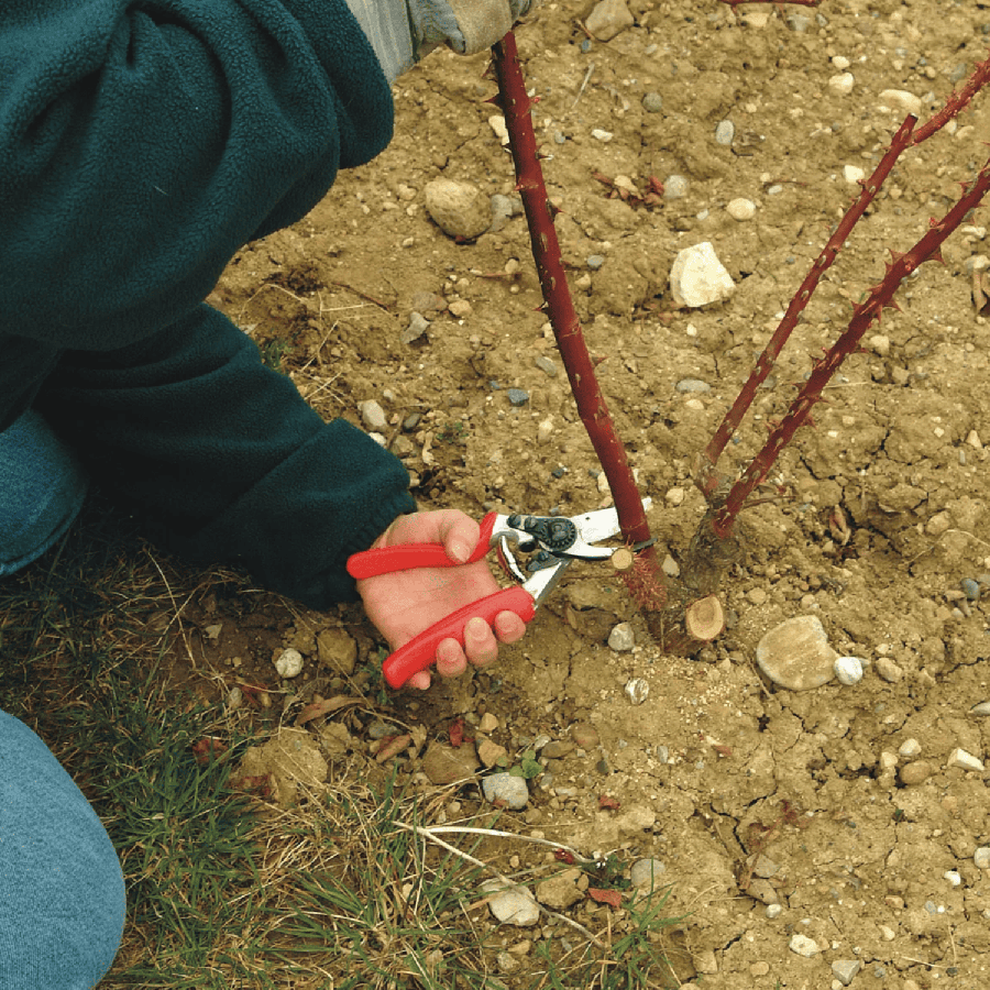 Secateur felco 10