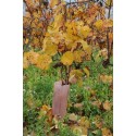 winytub special vignes
