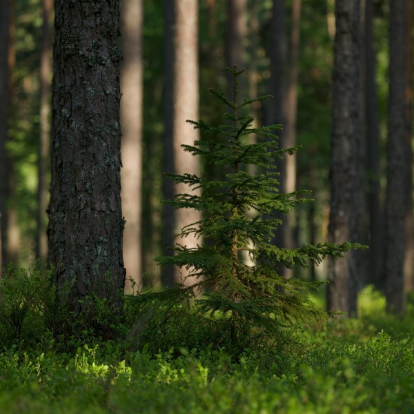 Forêt