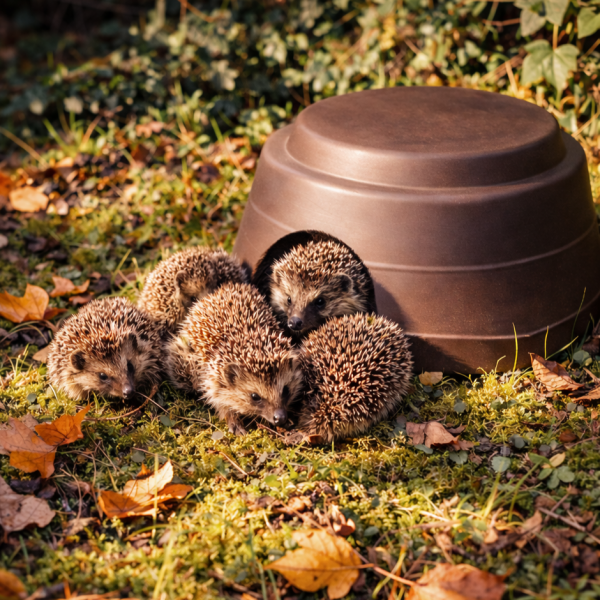 Protection des animaux