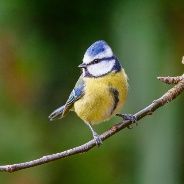 Oiseaux