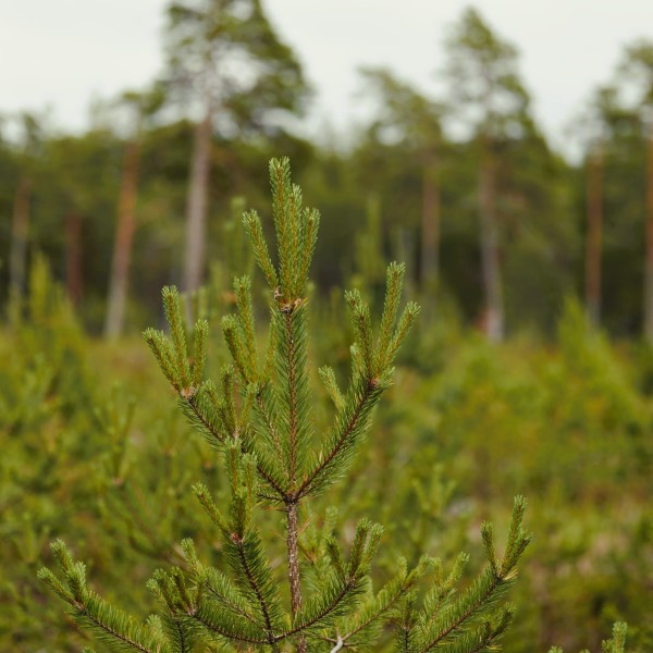 Entretien des plantations