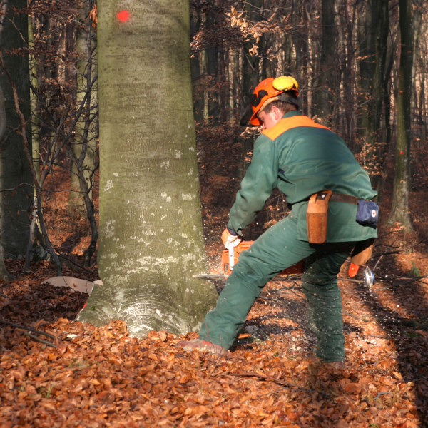 Forestier