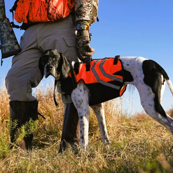 Chien de chasse