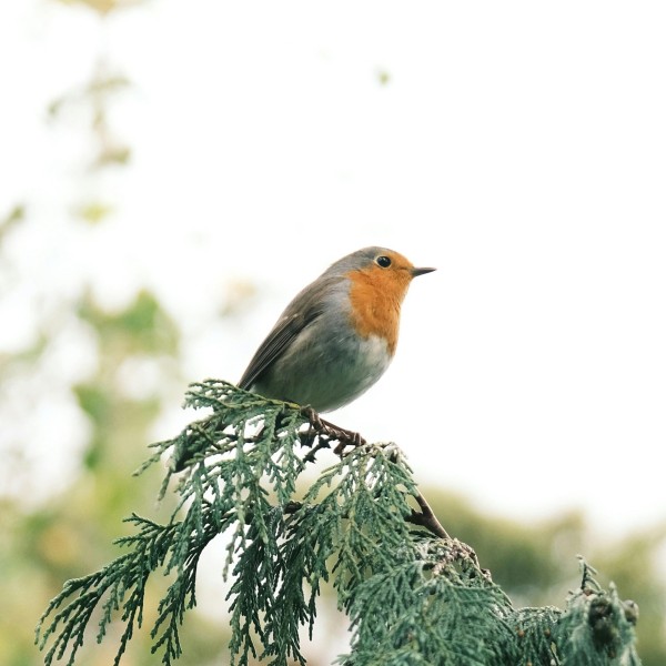 Animaux
