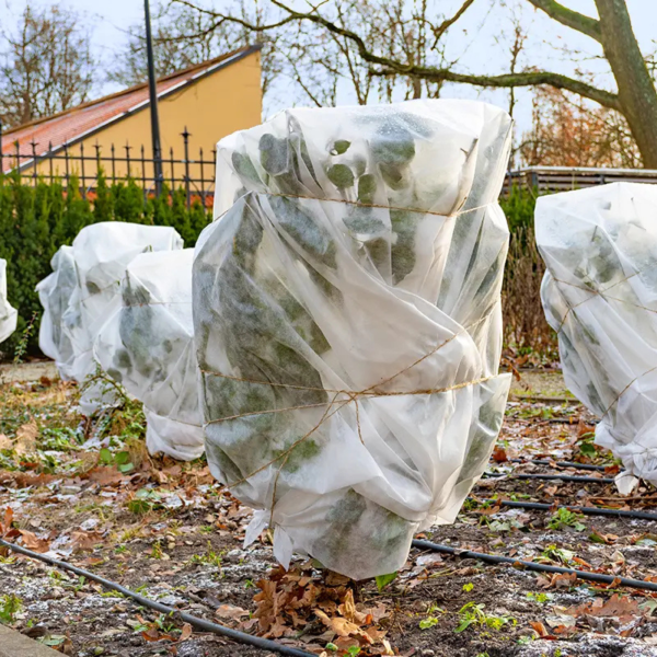Protection des plants