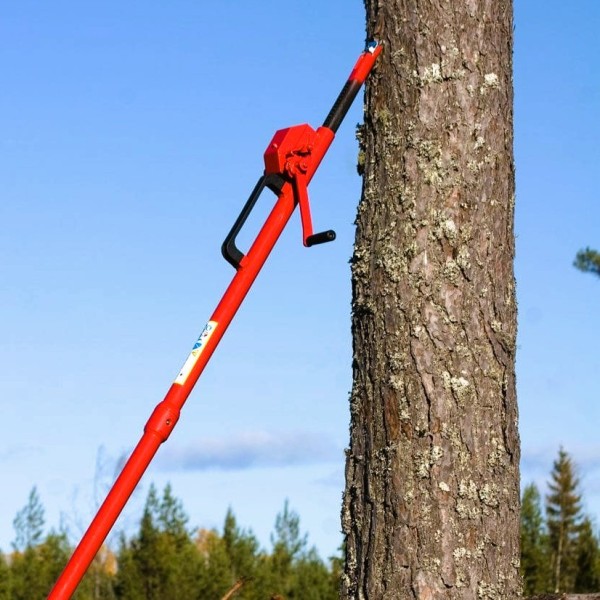 Cric forestier