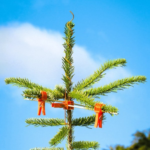 Sapin