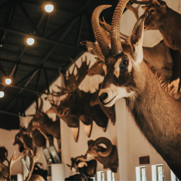Taxidermie