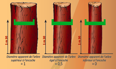 Mesure surface terrière calcul