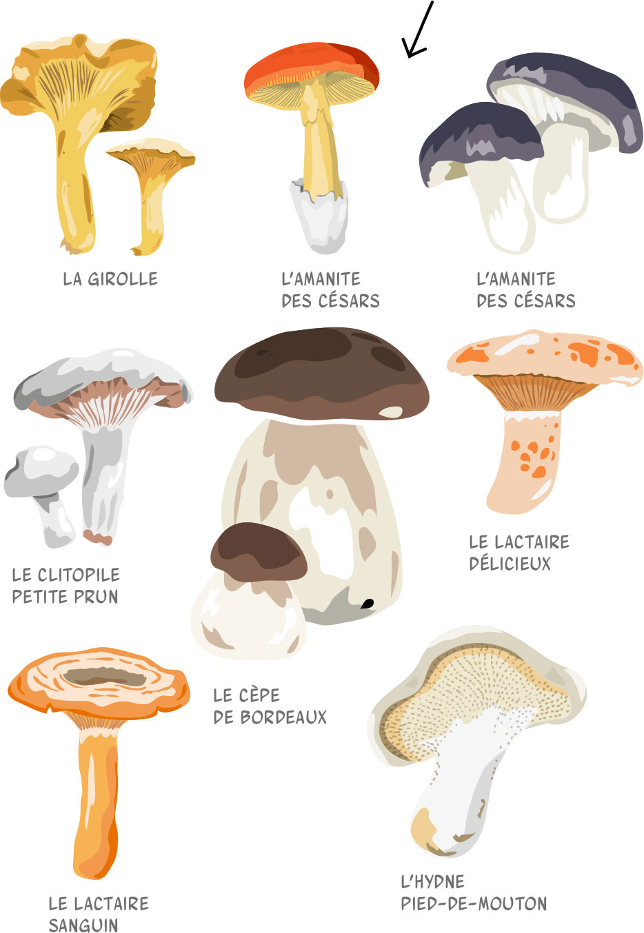 Champignons en forêt