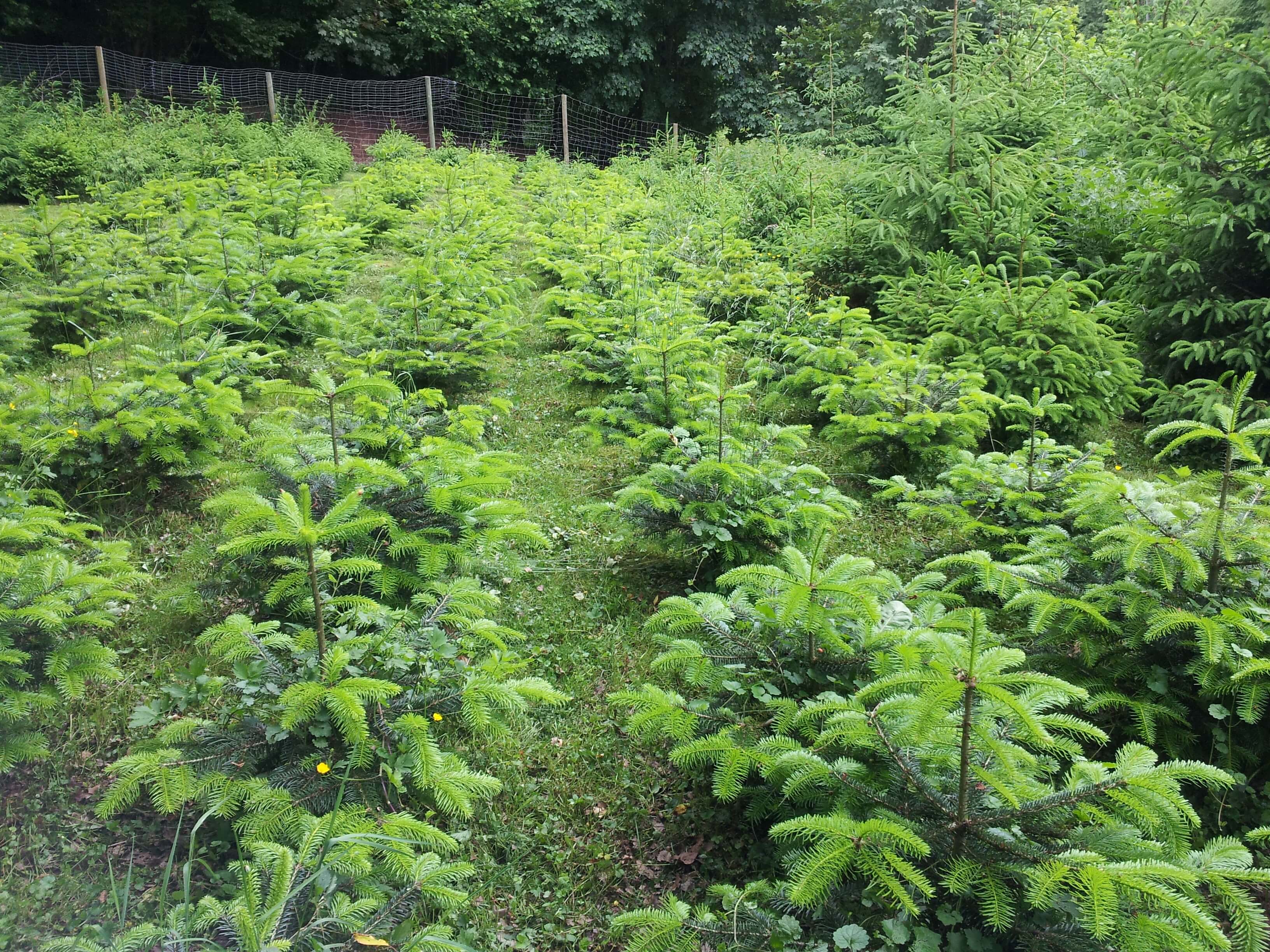 plantation de jeunes sapins de noel