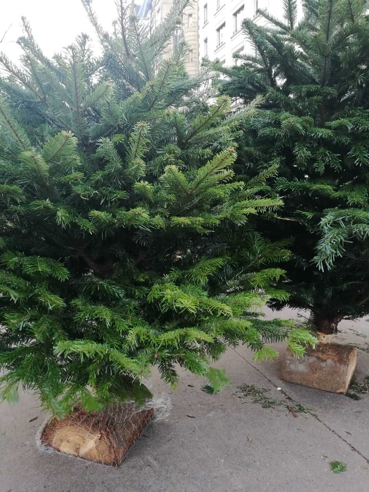 sapin, de noel prets  la vente