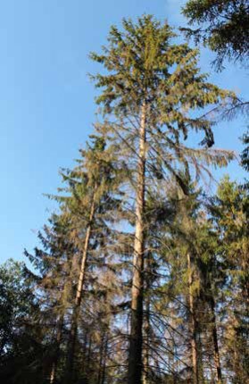 La forêt privée sur tous les fronts