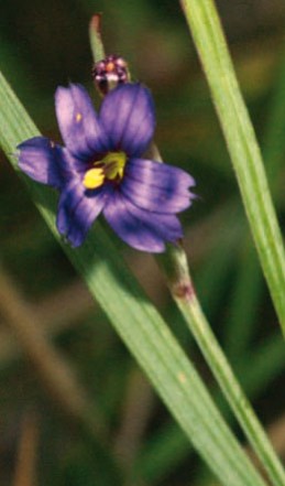 Connaissez-vous les plantes obsidionales ?