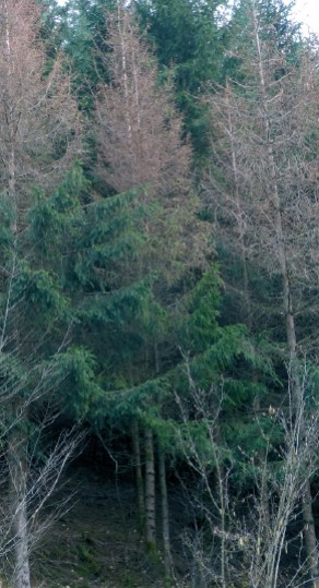 Département de la Santé des Forêts : la forêt française sous surveillance depuis