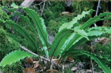 L’Indice de Biodiversité Potentielle : un outil simple pour évaluer la diversité