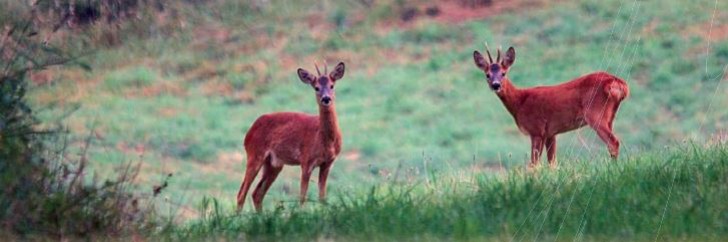 La forêt sous la dent du gibier : vers une prise de conscience ?