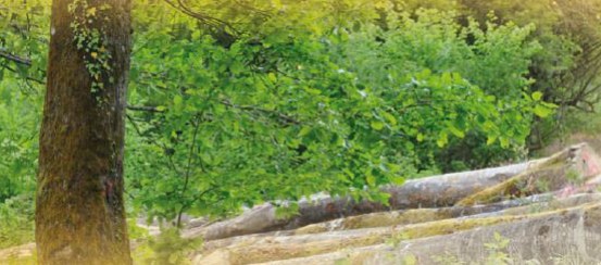 Cours des bois : prime à la qualité pour les feuillus, tassement pour les résine