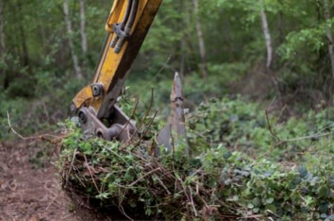 Planter des résineux : un réel intérêt et des précautions à prendre
