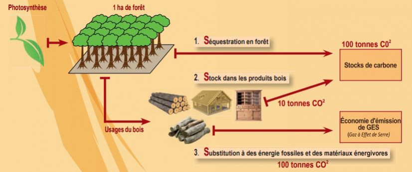 La forêt s'invite à la COP 21