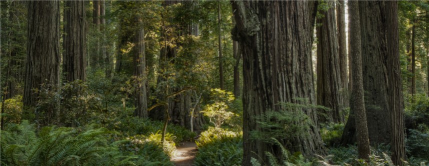 Les forêts anciennes, un patrimoine à préserver