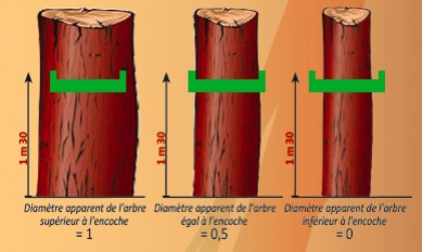 La surface terrière : une mesure très terre à terre
