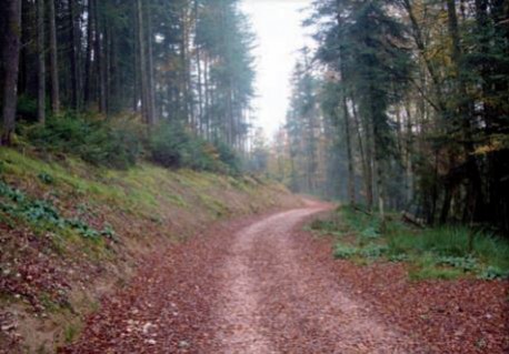 Le bout du chemin de l’Ancerf, place à la mobilisation des bois !