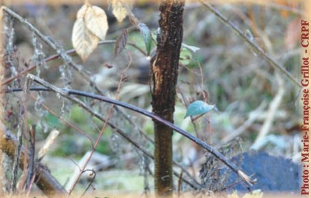 Préparez dès maintenant la prochaine saison de chasse ! 