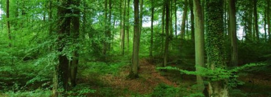 La forêt est fragile, pensez à l’assurer !