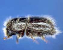 SCOLYTES FRÉNÉTIQUES