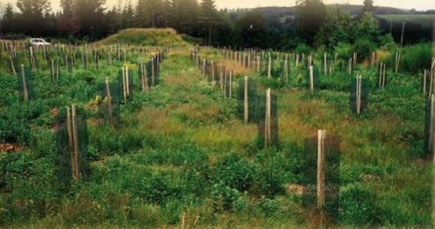 Installation des plantations : le maître mot, c'est prévoir!
