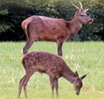 Les nouvelles règles départementales d’exercice de la chasse: où en sommes-nous?