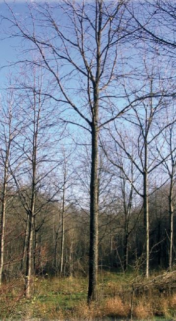 Densités de plantation : faire les bons choix !