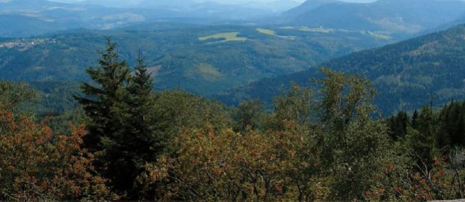 Paysage et gestion forestière
