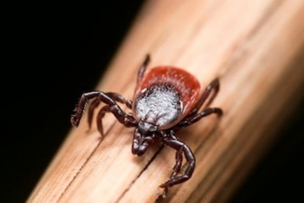 Les tiques, Lyme, qu’est-ce exactement et comment s’en protéger